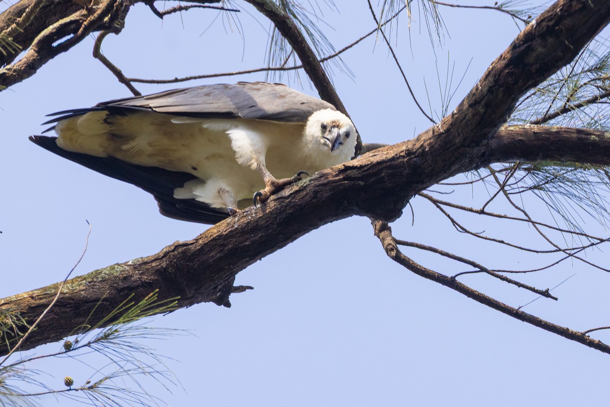 White-bellied Sea-Eagle - ML643410201