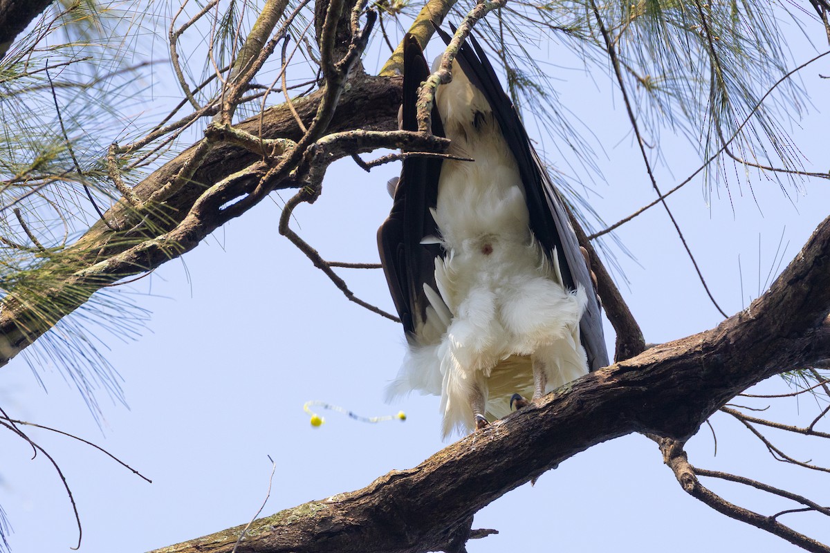 White-bellied Sea-Eagle - ML643410203