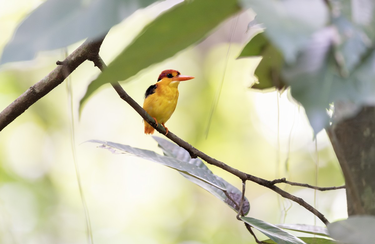 Black-backed Dwarf-Kingfisher - ML643410228
