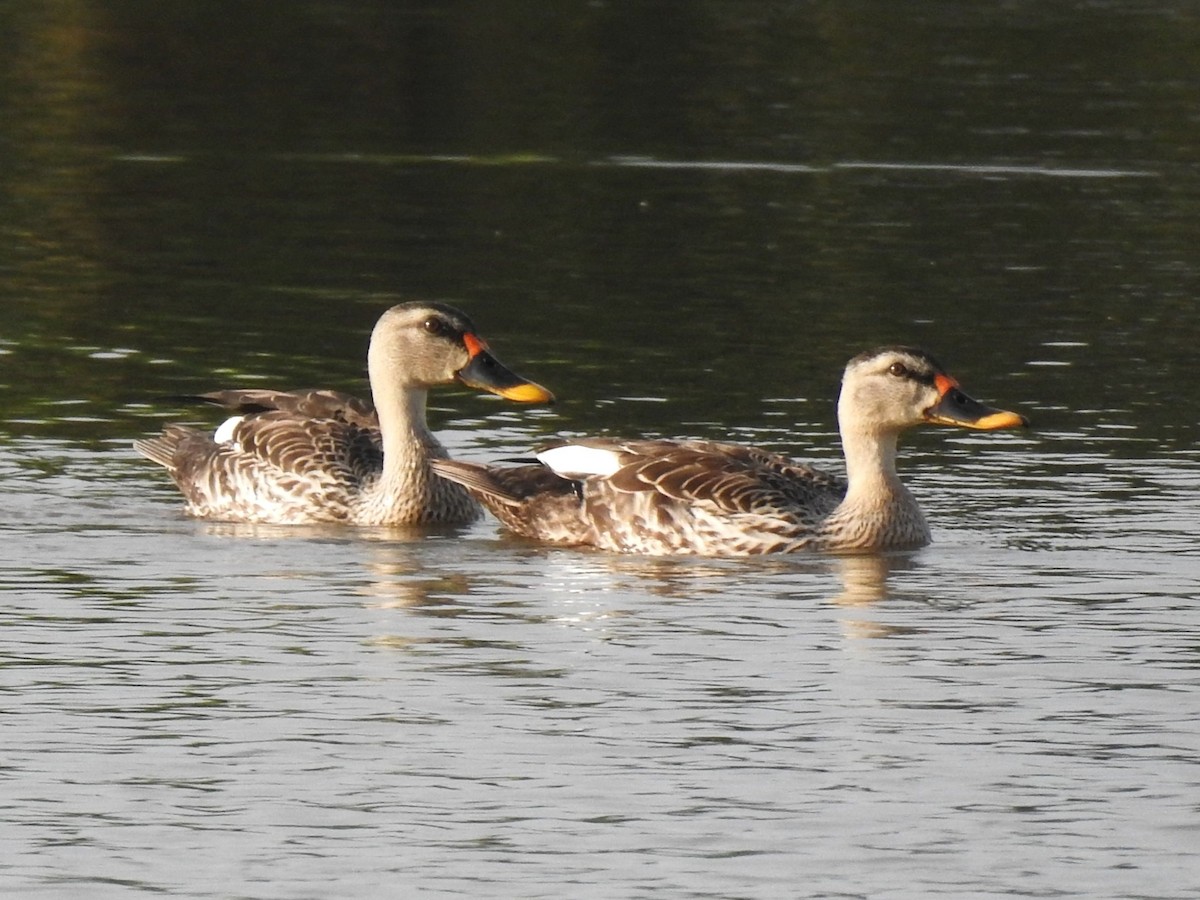 Indian Spot-billed Duck - ML643410232