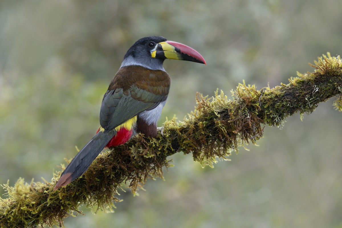 Gray-breasted Mountain-Toucan - ML643410262