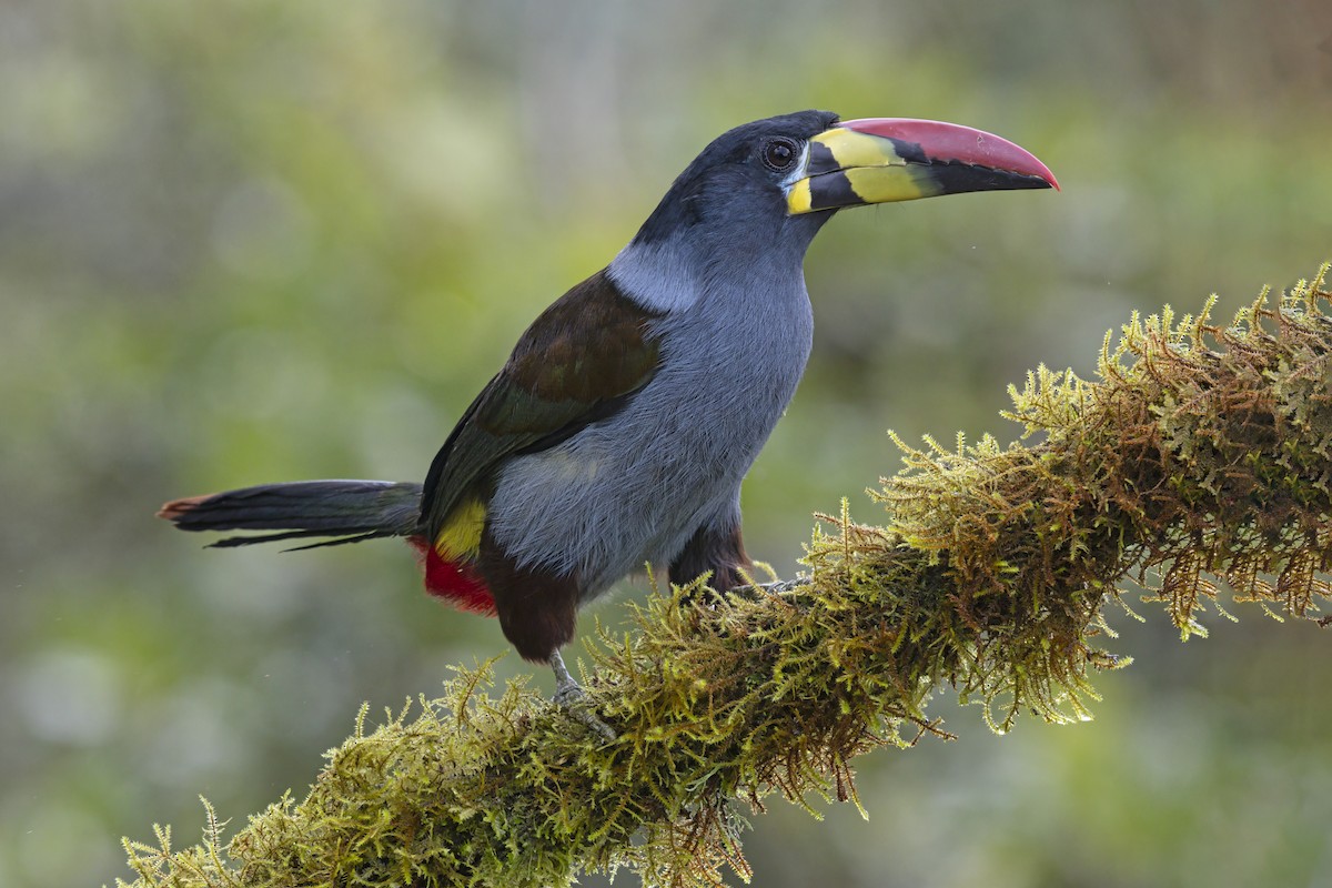 Gray-breasted Mountain-Toucan - ML643410264