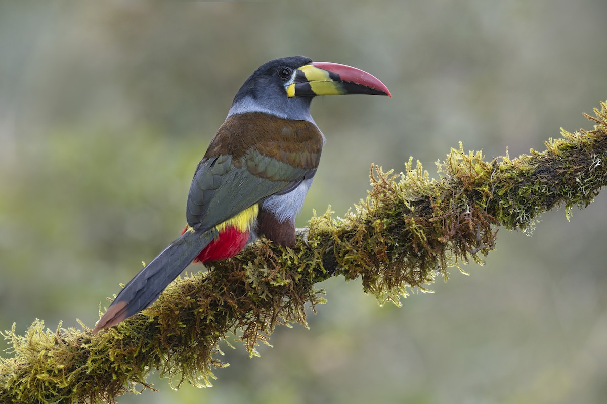 Gray-breasted Mountain-Toucan - ML643410265