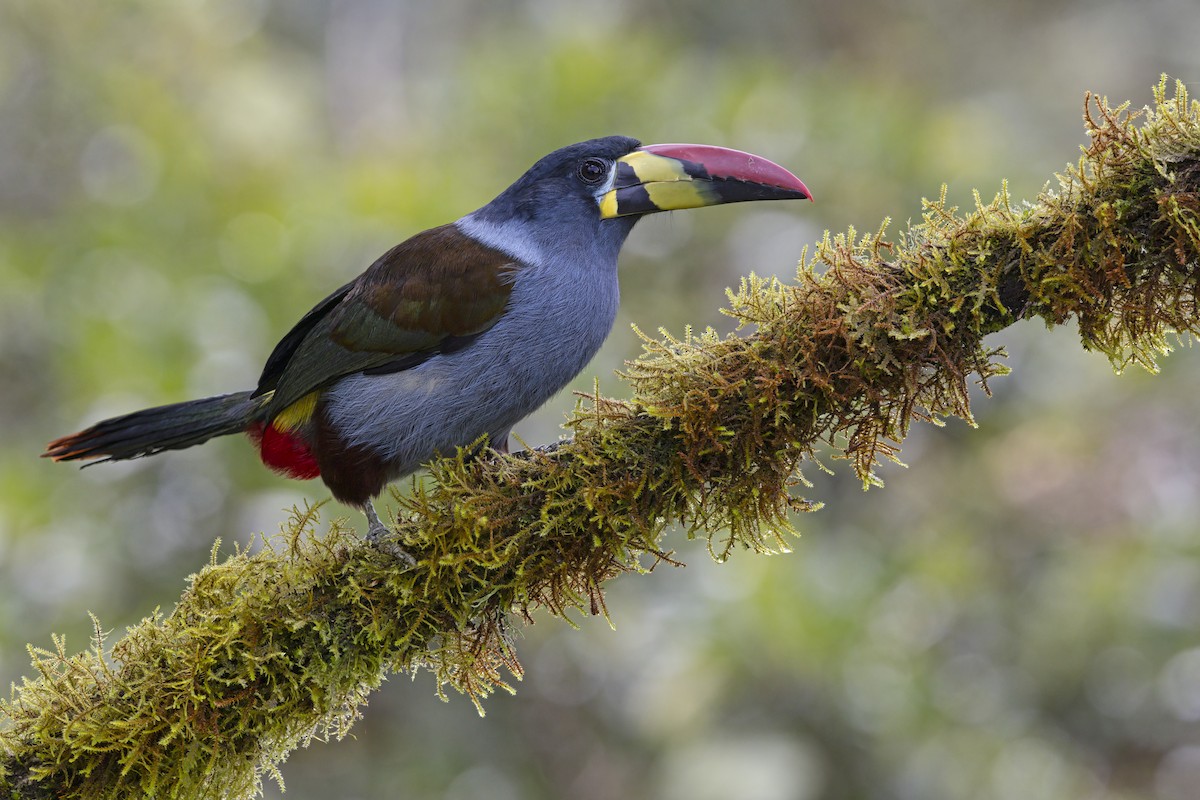 Gray-breasted Mountain-Toucan - ML643410266