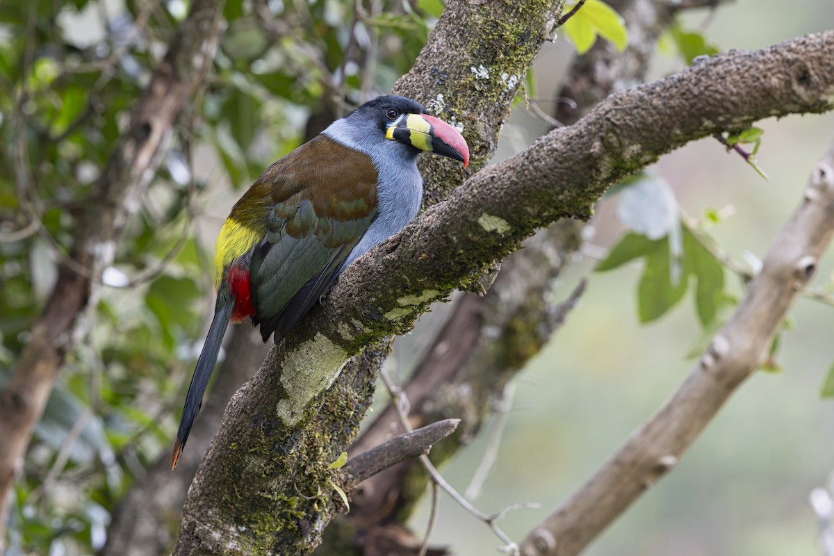 Gray-breasted Mountain-Toucan - ML643410267