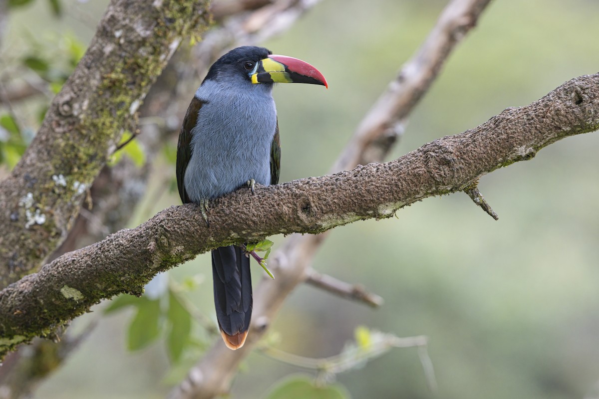 Gray-breasted Mountain-Toucan - ML643410268