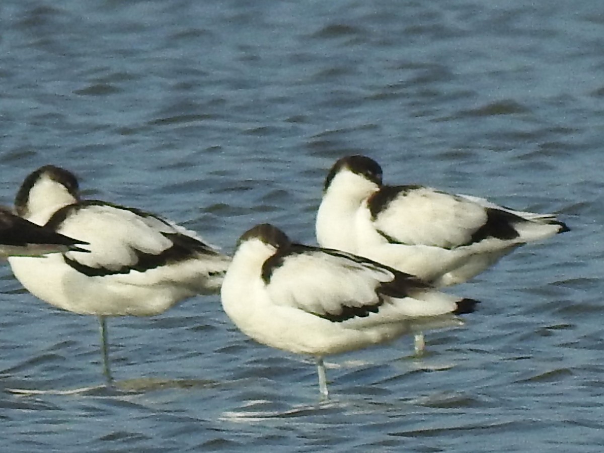 Avocetta - ML643410274