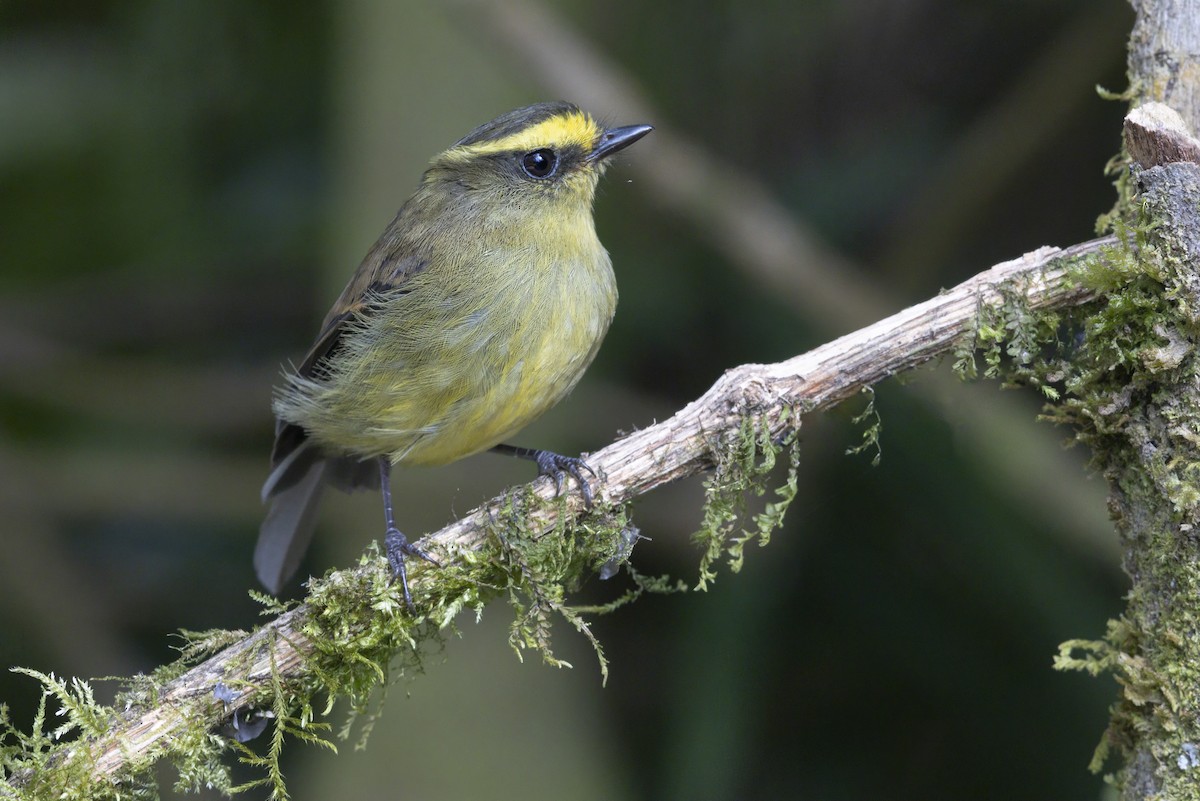 Yellow-bellied Chat-Tyrant - ML643410283