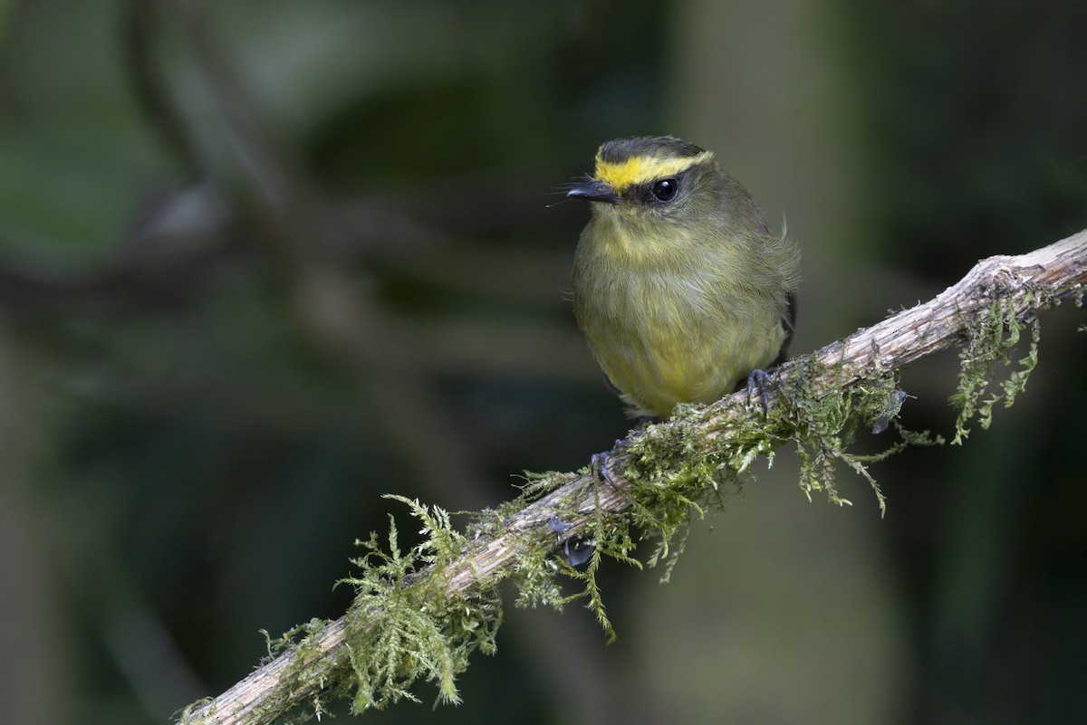 Yellow-bellied Chat-Tyrant - ML643410284
