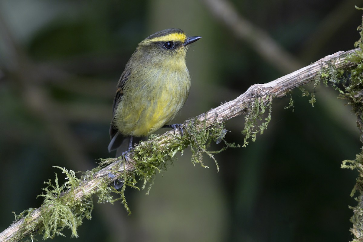 Yellow-bellied Chat-Tyrant - ML643410285
