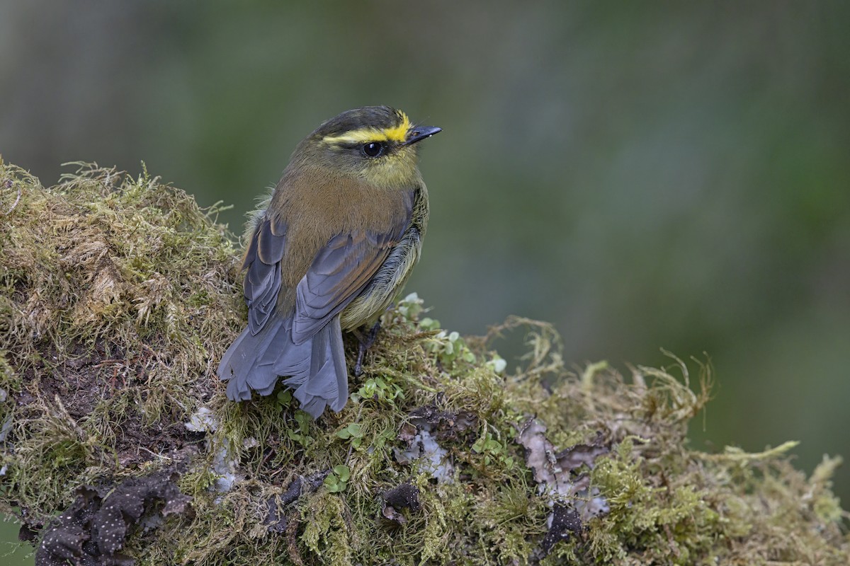 Yellow-bellied Chat-Tyrant - ML643410286