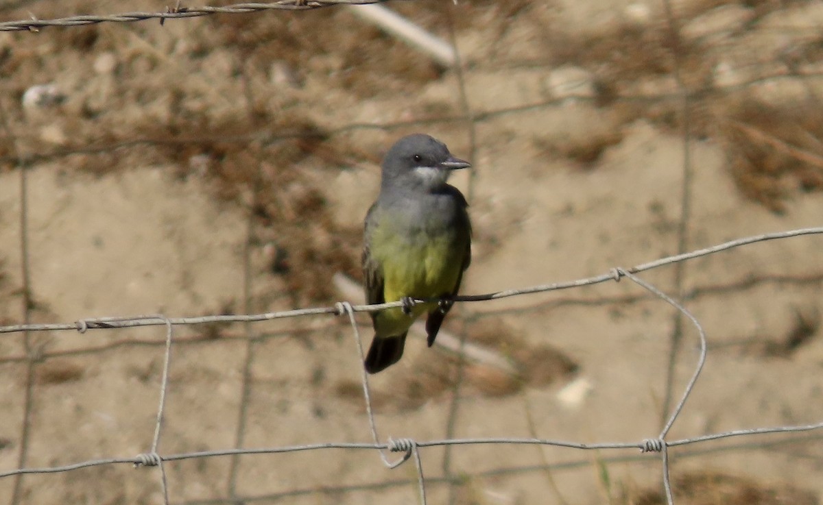 Cassin's Kingbird - ML643410299