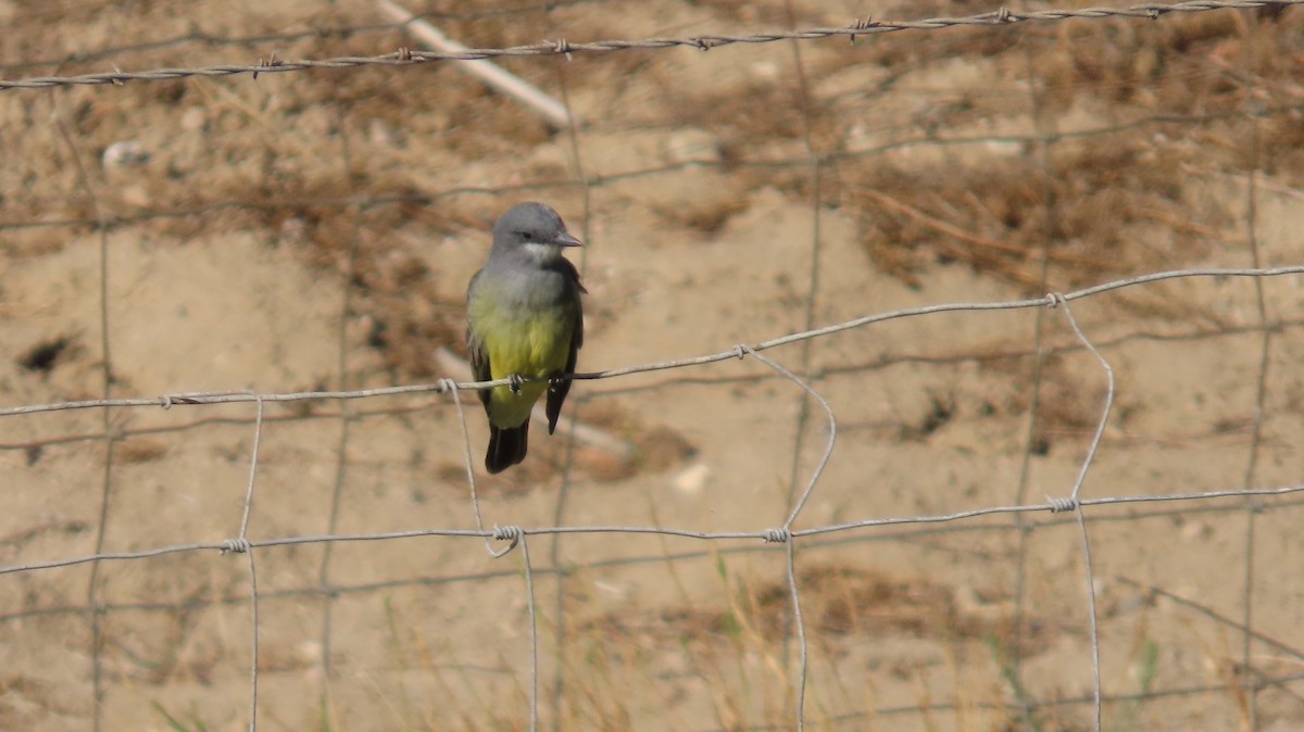 Cassin's Kingbird - ML643410300