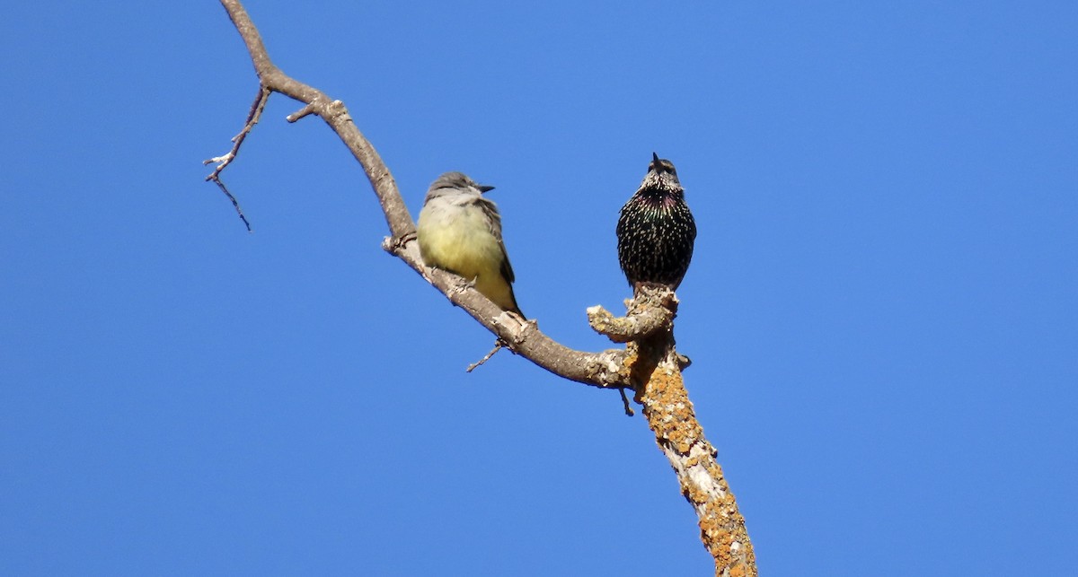 Cassin's Kingbird - ML643410301