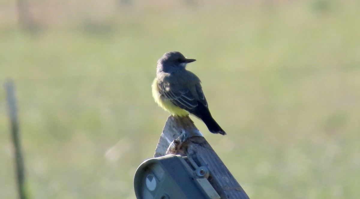 Cassin's Kingbird - ML643410302