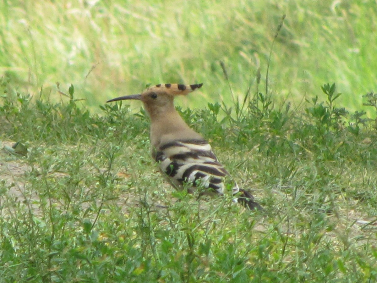 Common Hoopoe - ML643410307