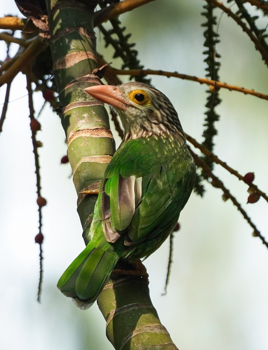 Lineated Barbet - ML643410324