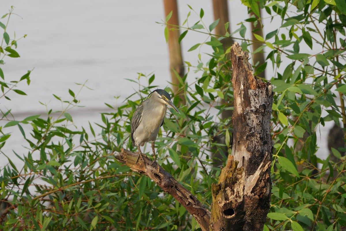 Little Heron - steve illenberger