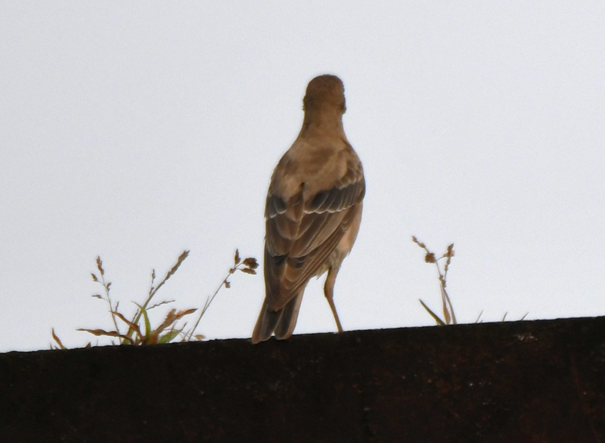 Rosy Starling - ML643410379