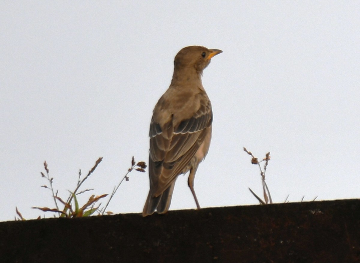 Rosy Starling - ML643410382