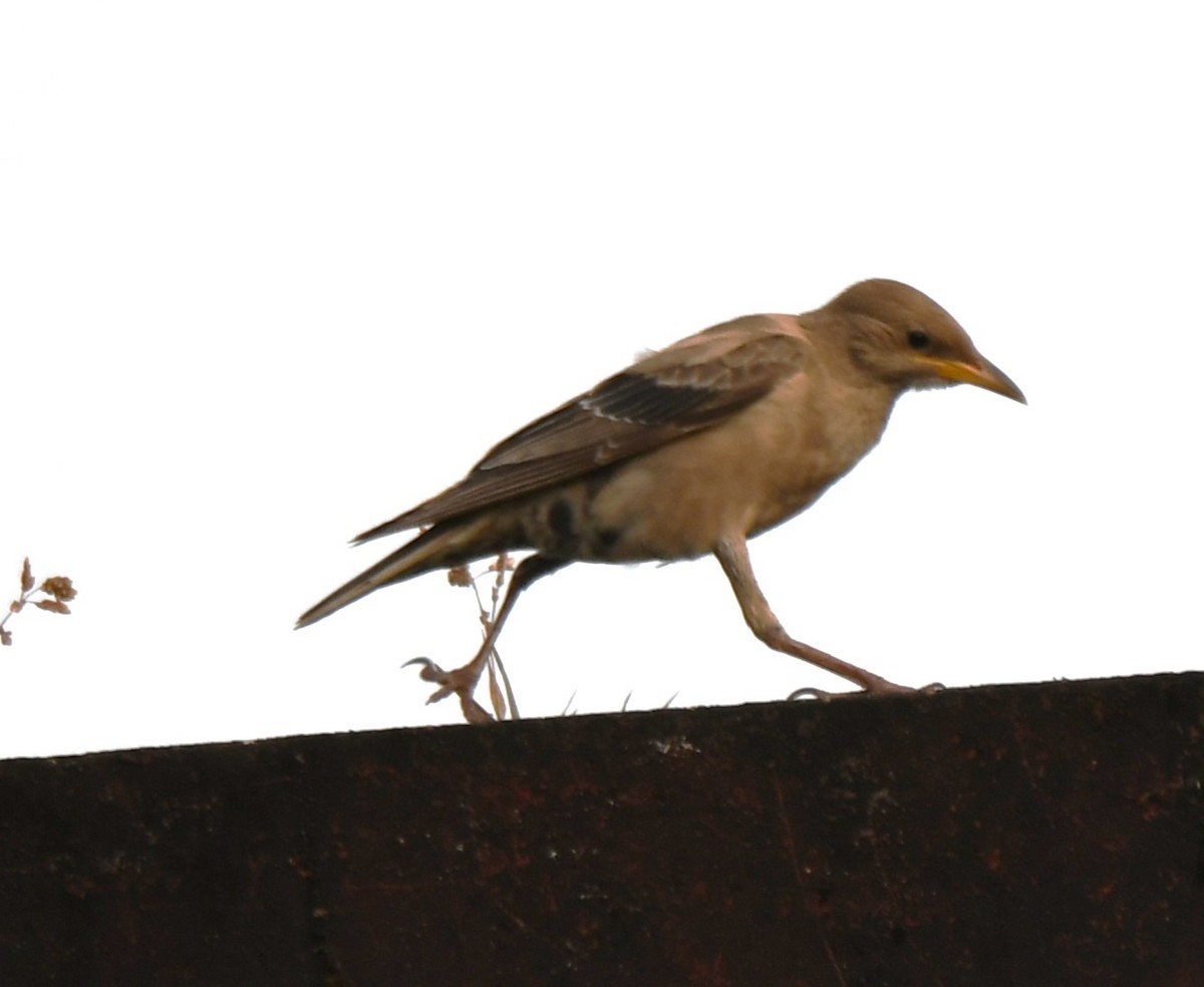 Rosy Starling - ML643410383