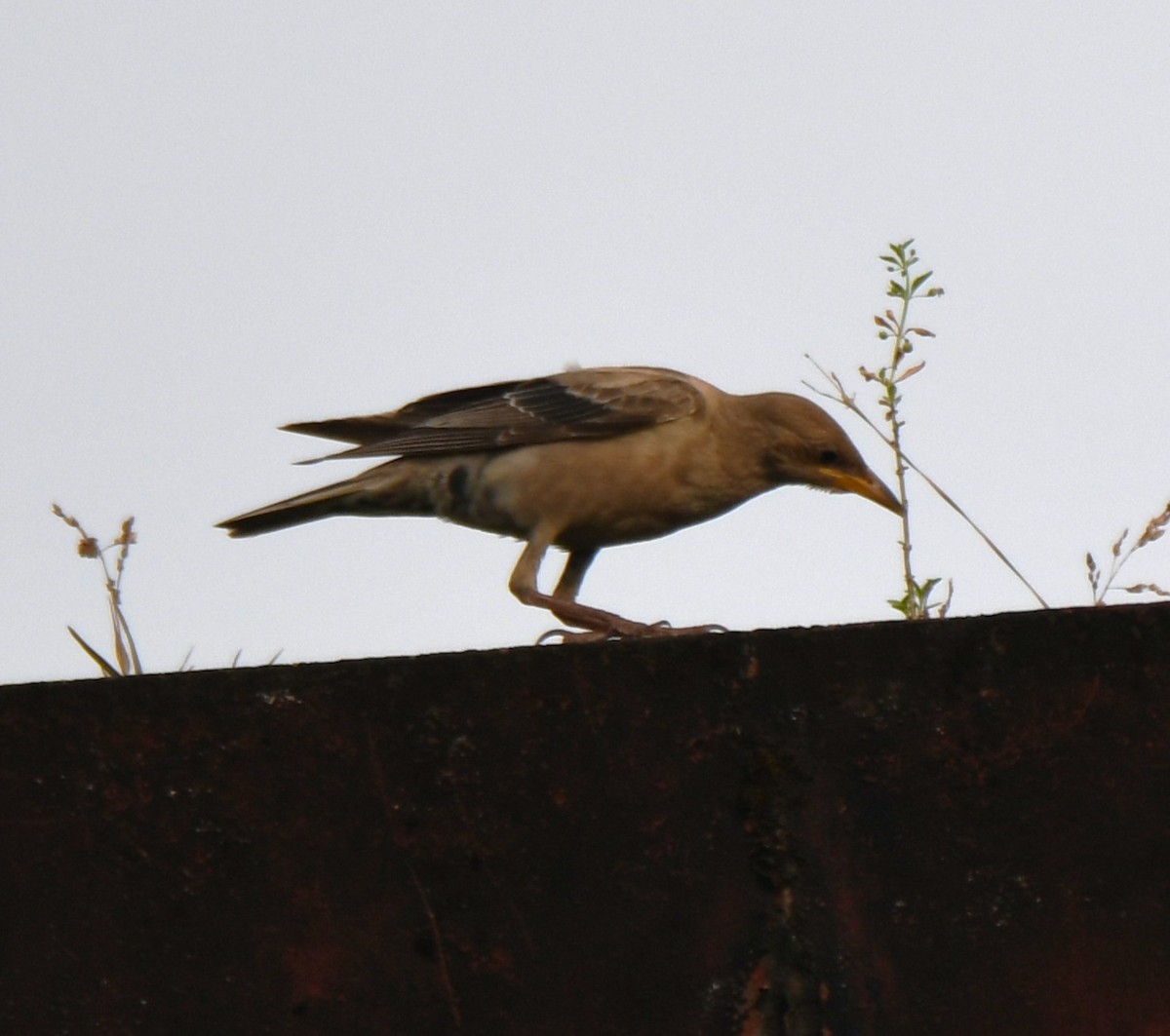 Rosy Starling - ML643410385