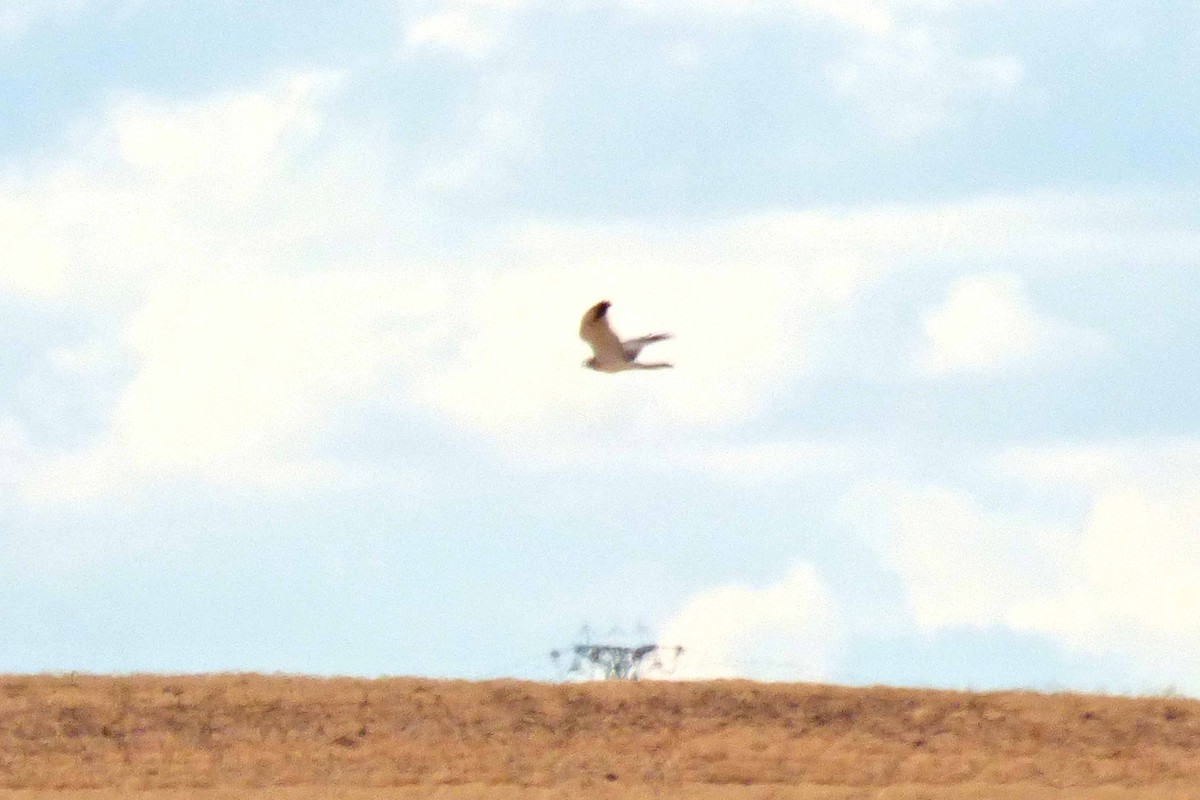 Хээрийн хулд - ML643410387