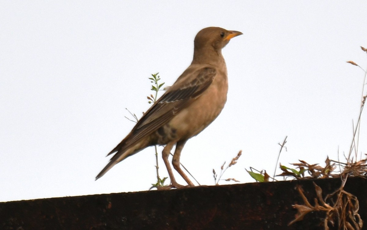 Rosy Starling - ML643410388