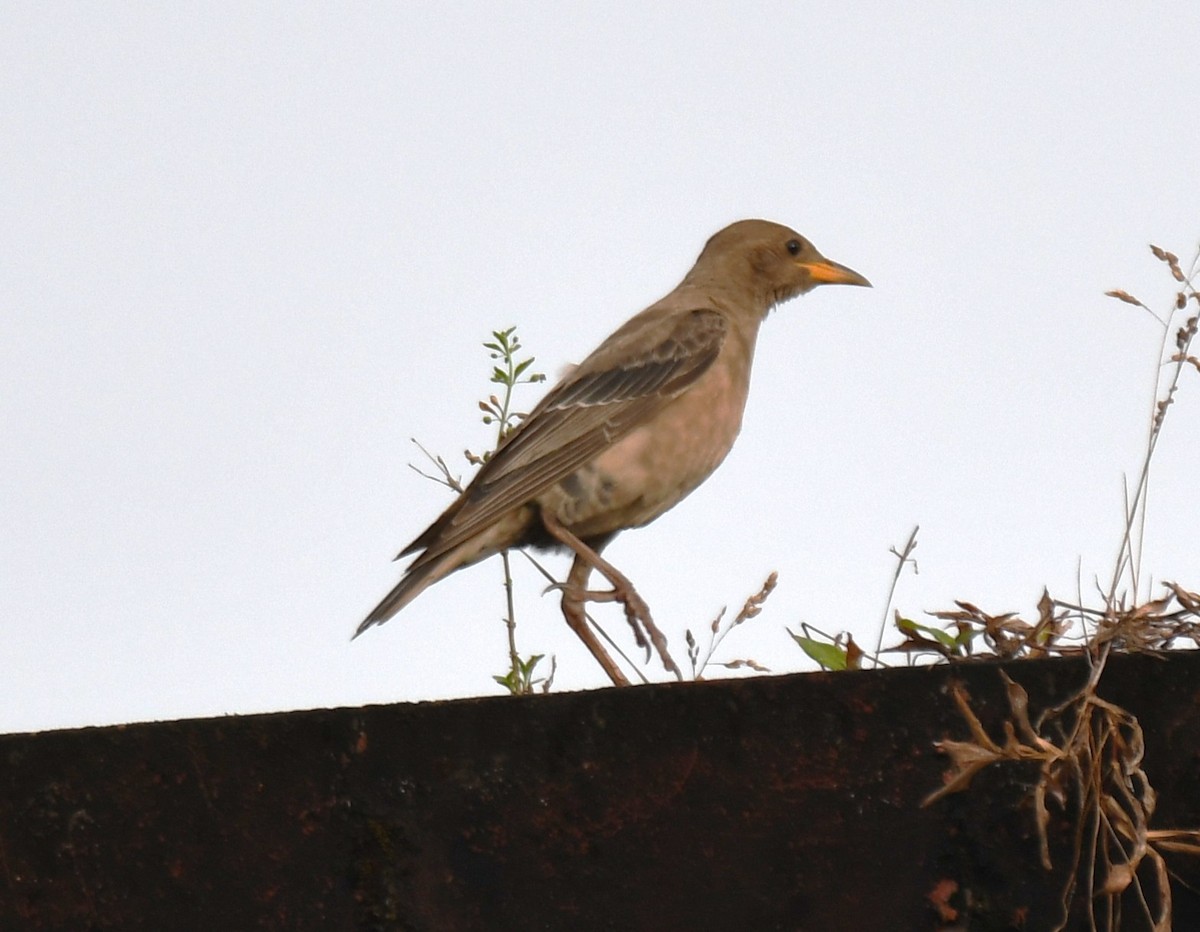 Rosy Starling - ML643410390