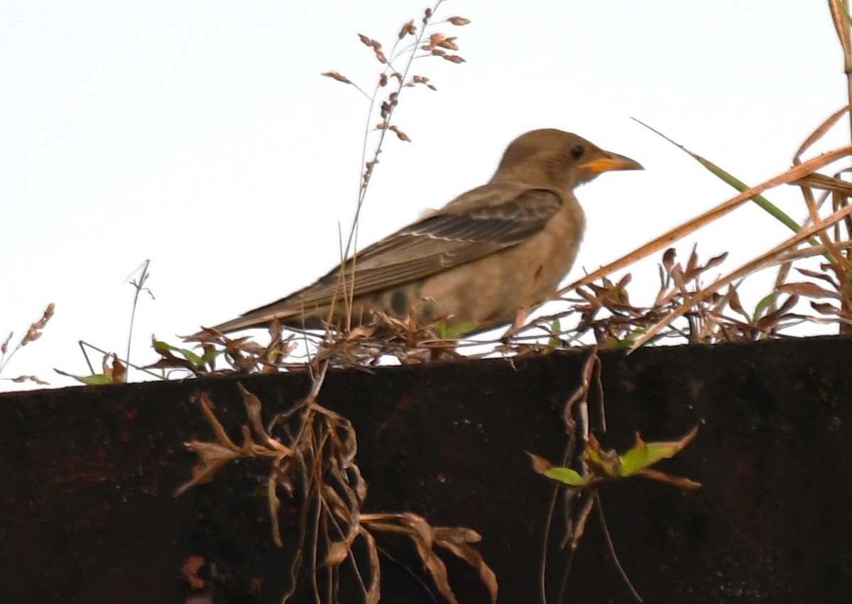 Rosy Starling - ML643410391