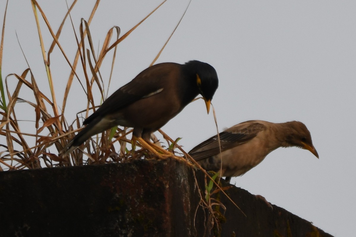 Rosy Starling - ML643410392