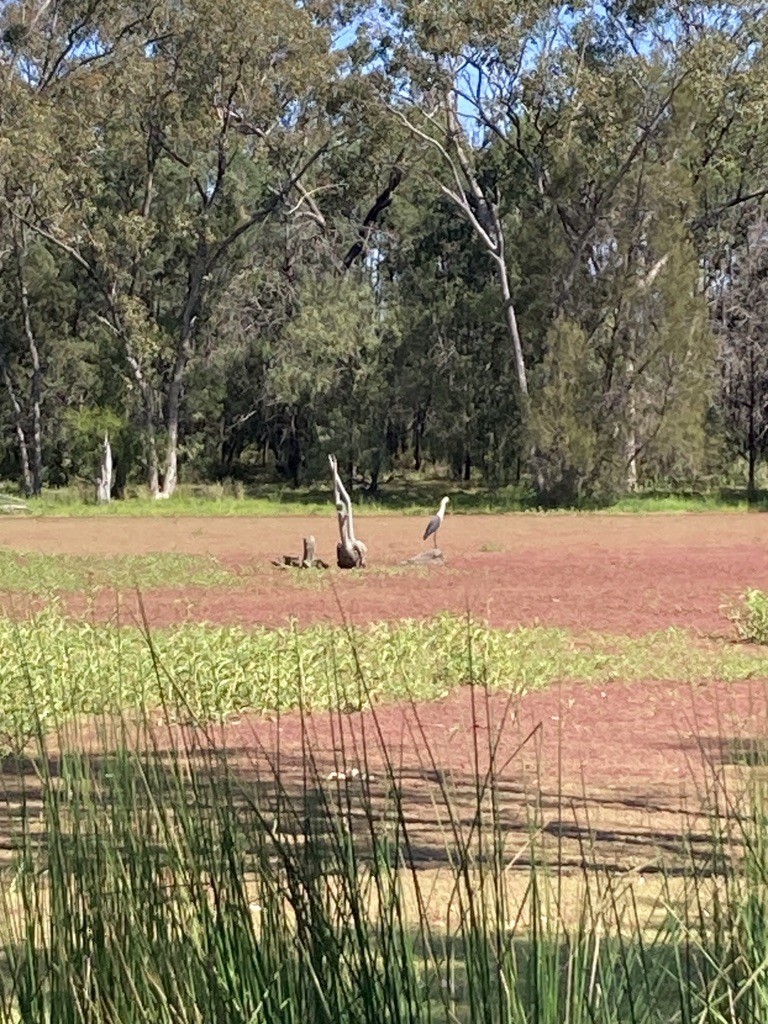 Pacific Heron - ML643410408