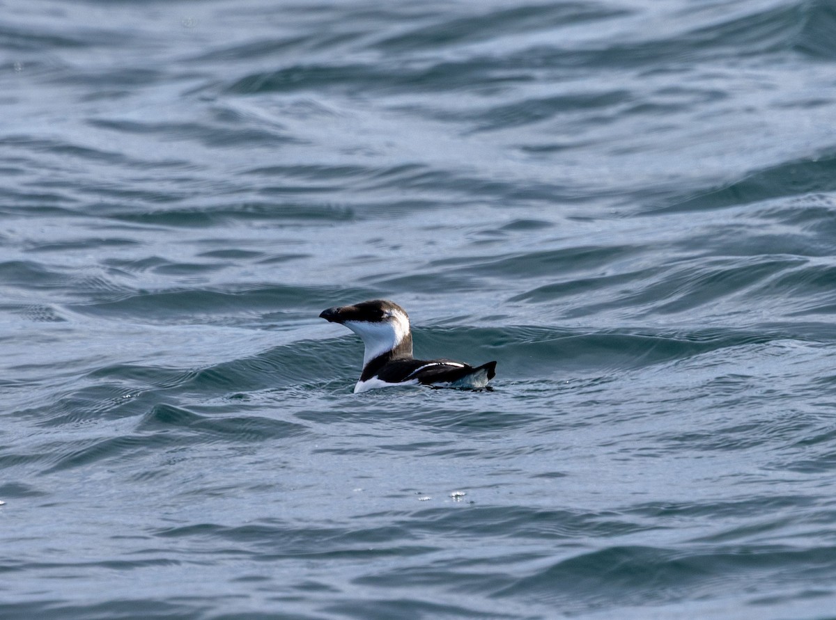 Razorbill - ML643410427