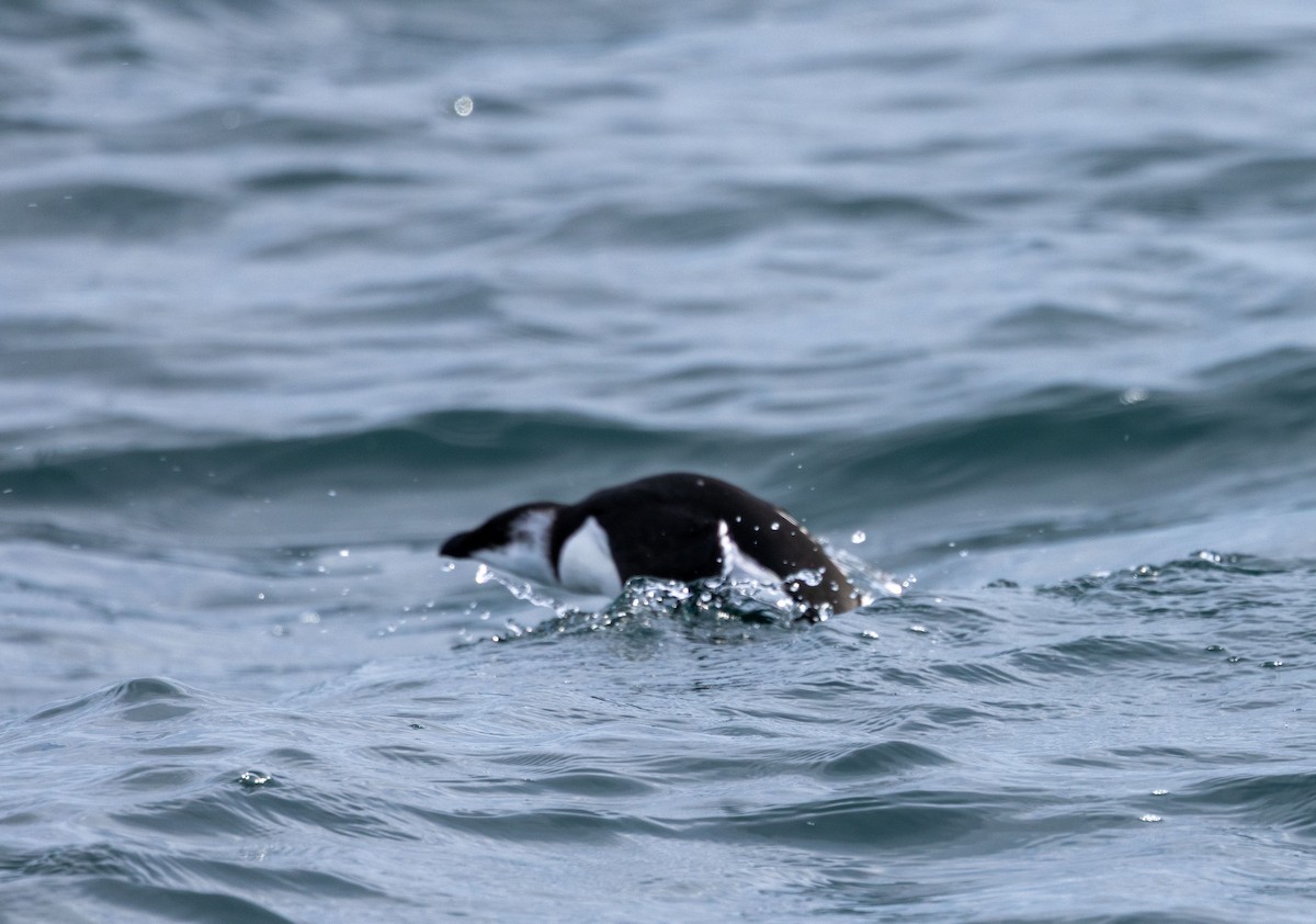 Razorbill - ML643410428