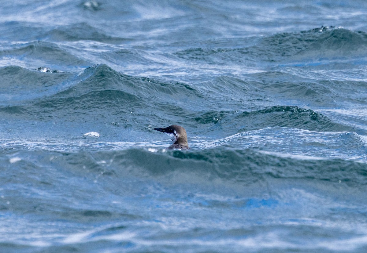 Common Murre - ML643410442