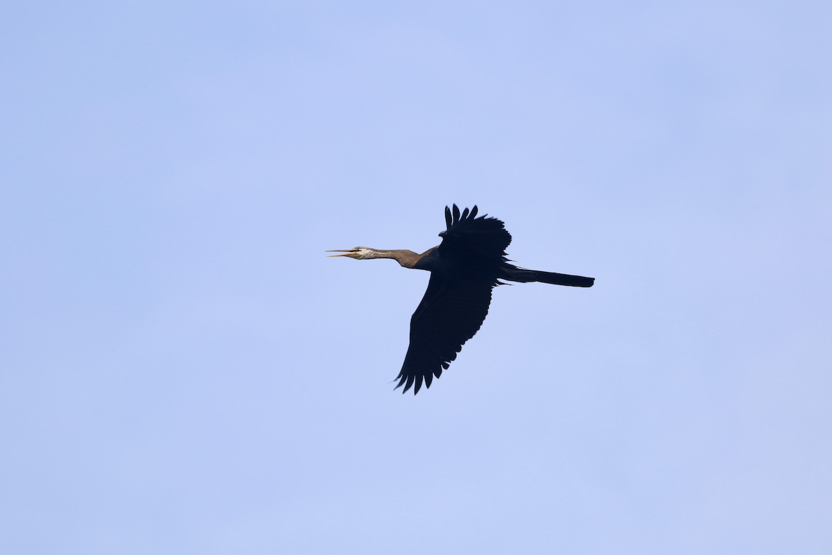 Oriental Darter - ML643410444