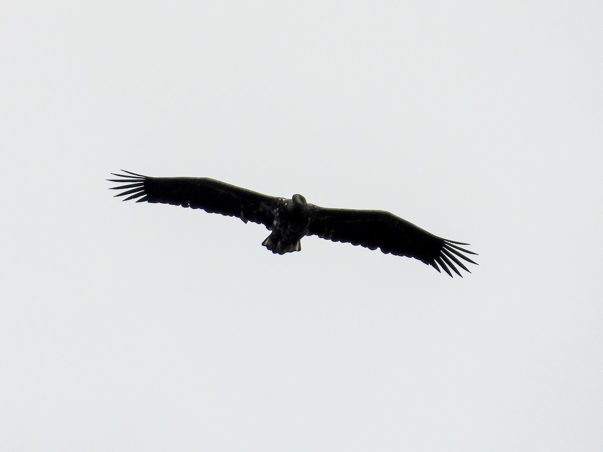 White-tailed Eagle - ML643410473