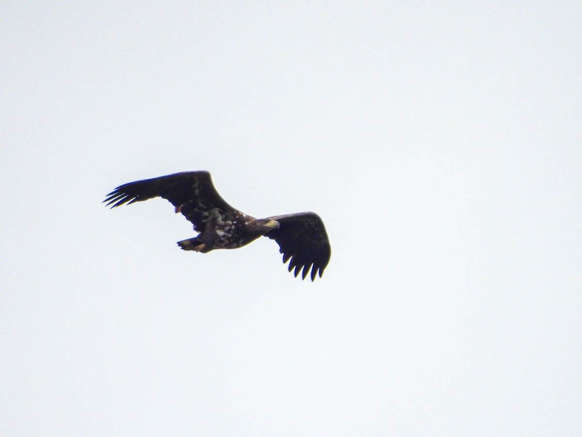 White-tailed Eagle - ML643410474