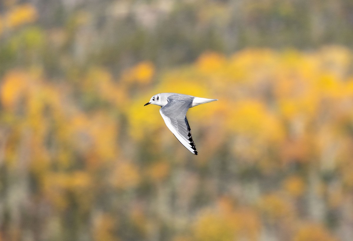 Bonaparte's Gull - ML643410504