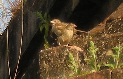 Plain-backed Sparrow - ML643410505