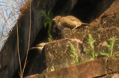 Plain-backed Sparrow - ML643410507