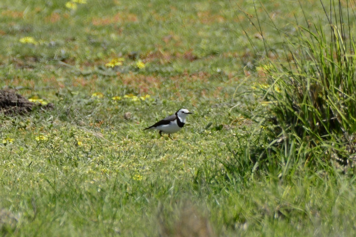 White-fronted Chat - ML643410522