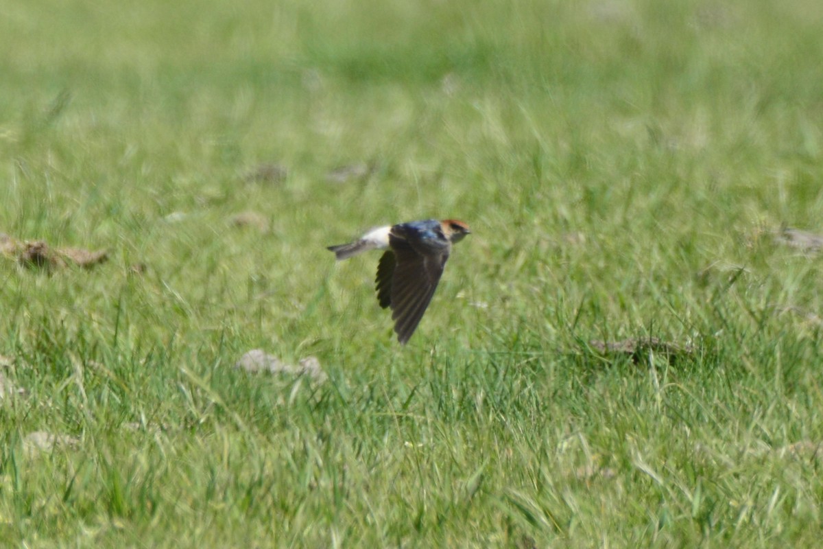 Fairy Martin - ML643410525