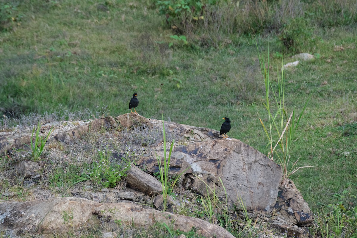 Great Myna - ML643410540