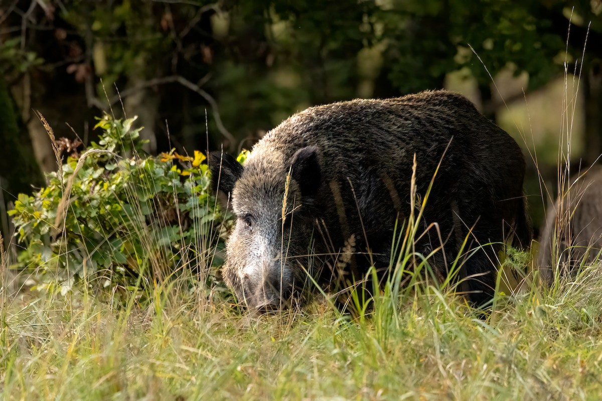 Wild Boar - ML643410601