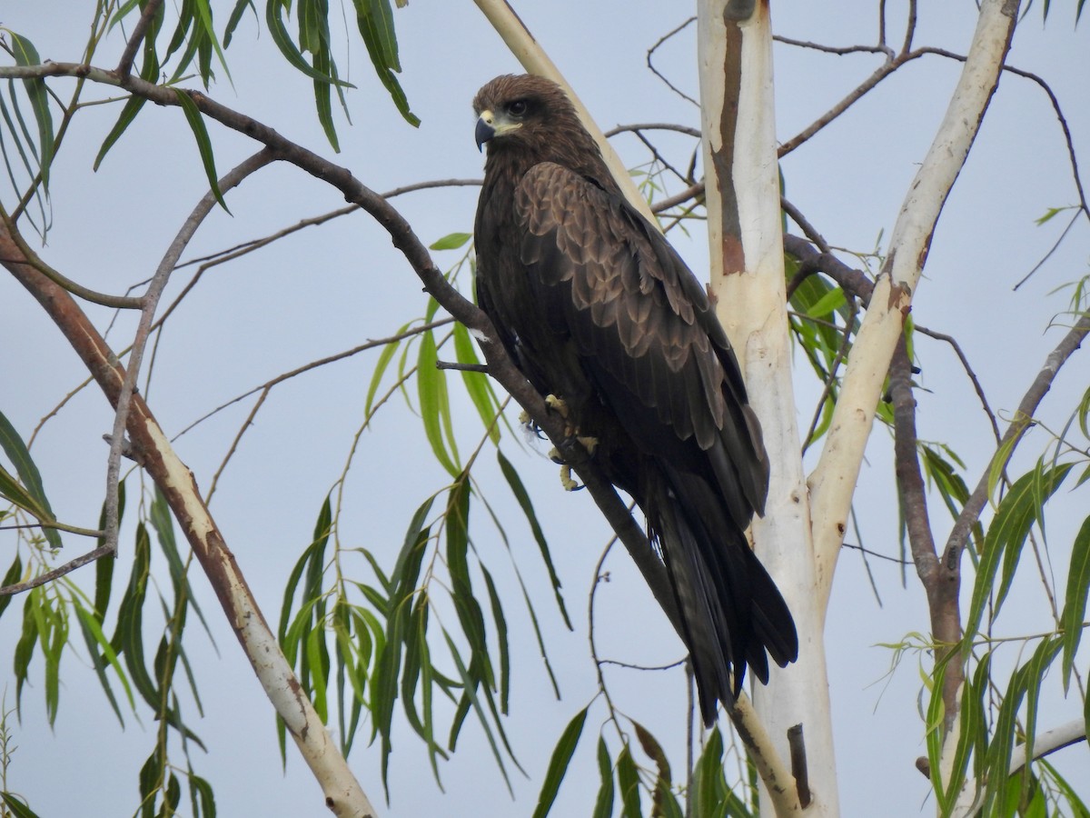 Сохор элээ - ML643410609