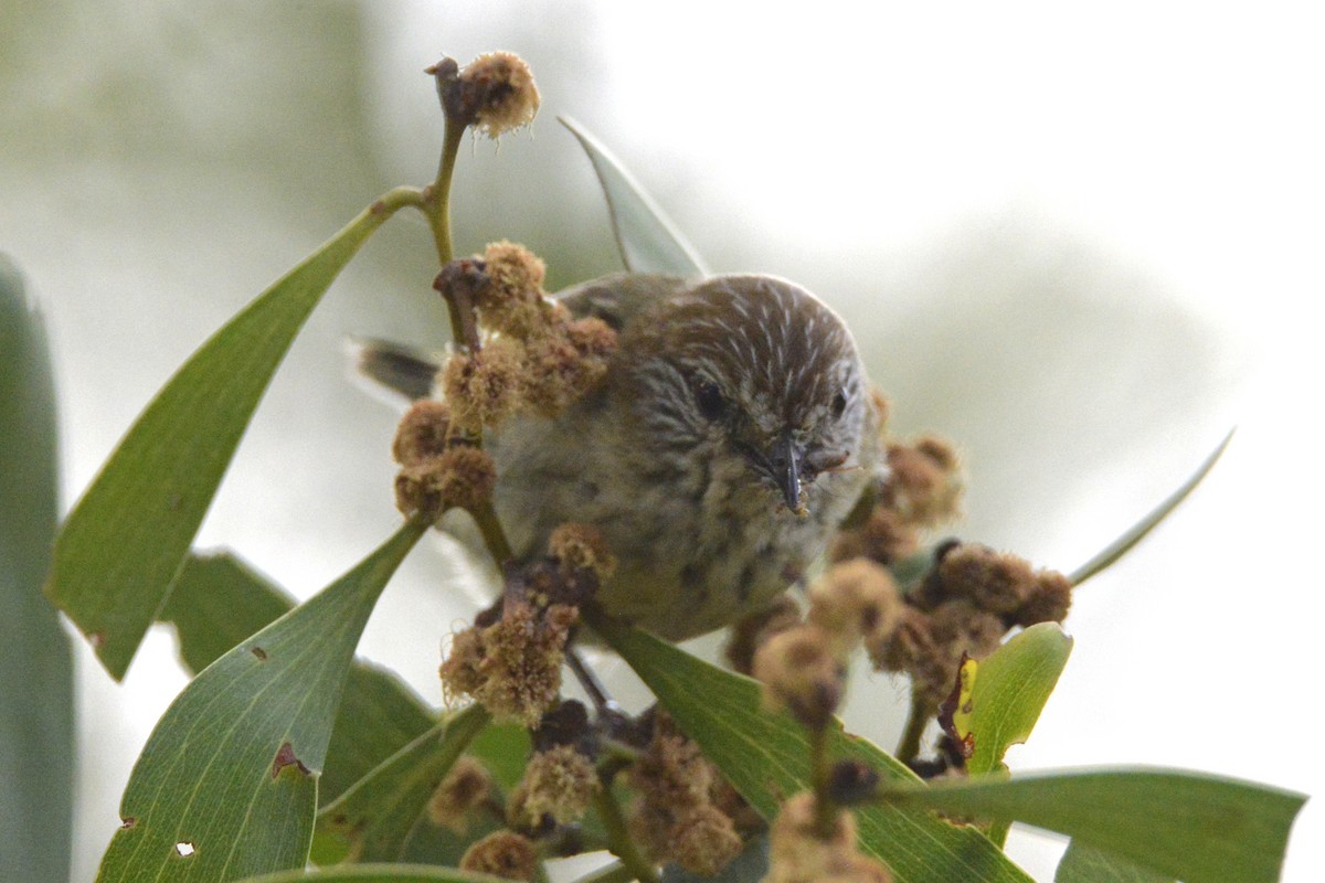 Striated Thornbill - ML643410622