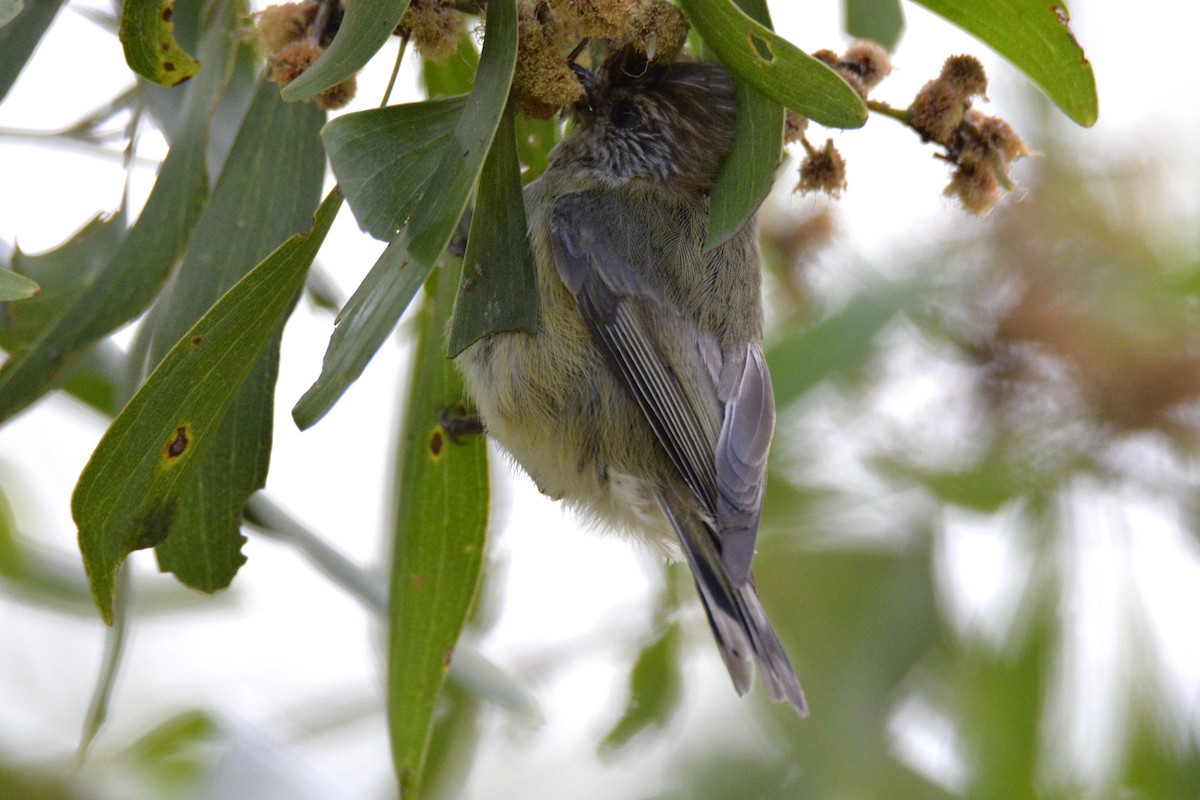 Striated Thornbill - ML643410623