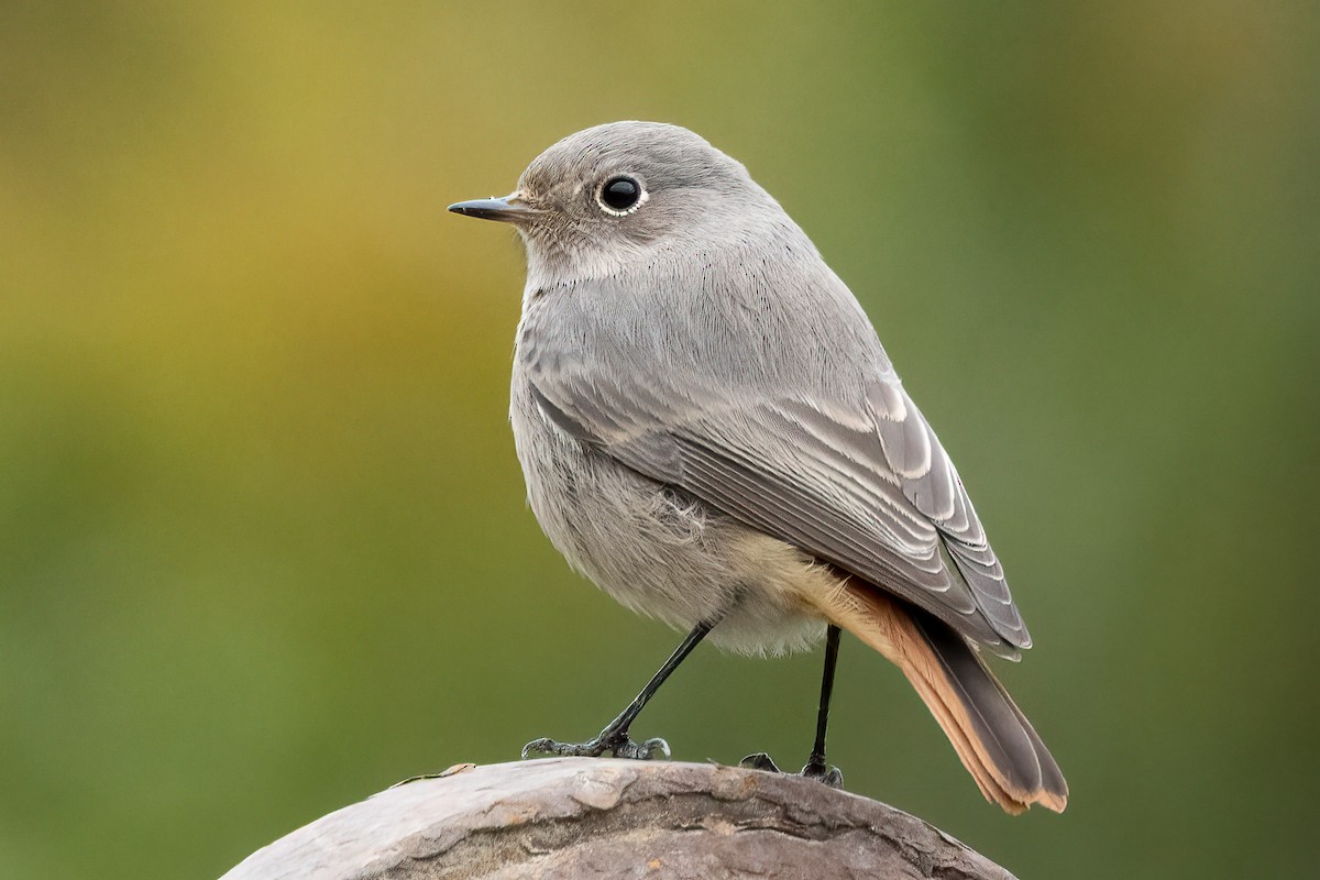 Black Redstart - ML643410630