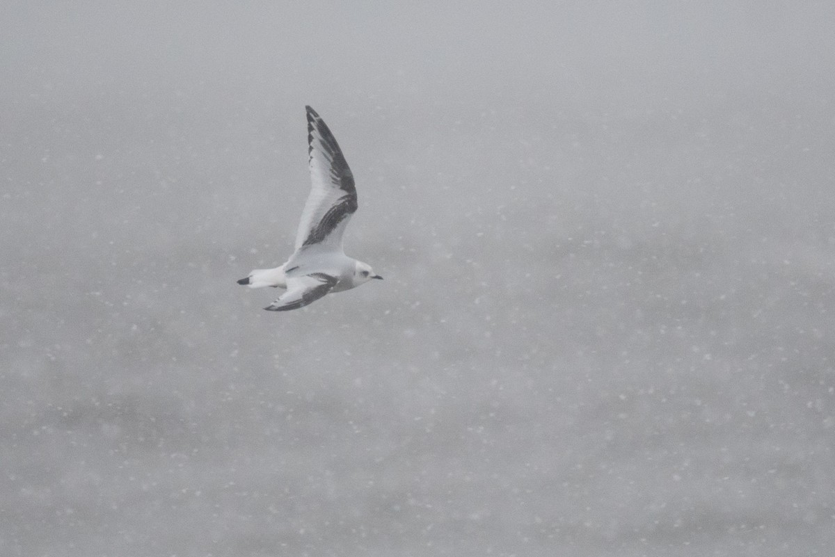 Pembe Martı - ML643410637